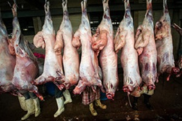 پیش‌بینی افزایش 100 هزار تن تولید گوشت قرمز طی سه سال
